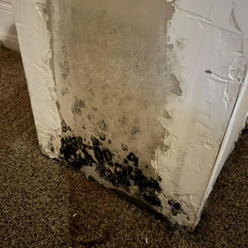 Professional Mold Removal in Pottsboro, TX